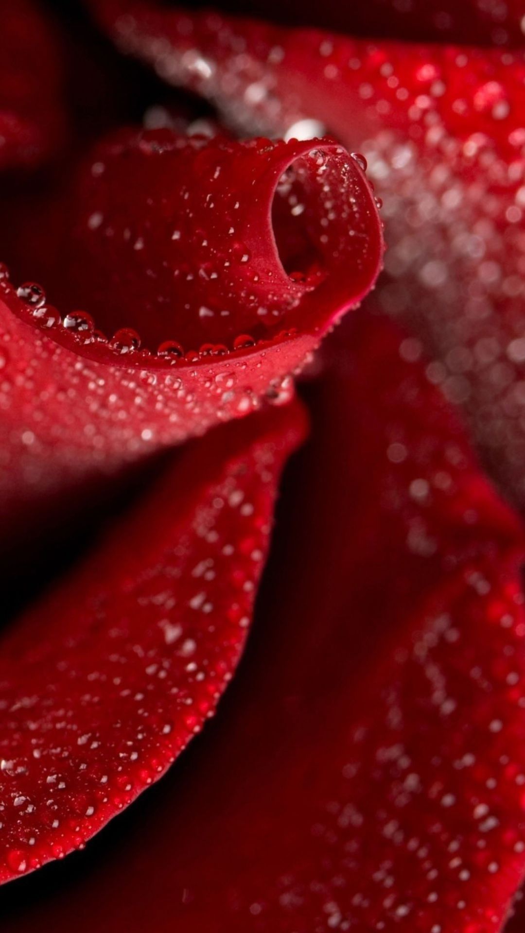 30 Red Rose iPhone Wallpapers - Wallpaperboat