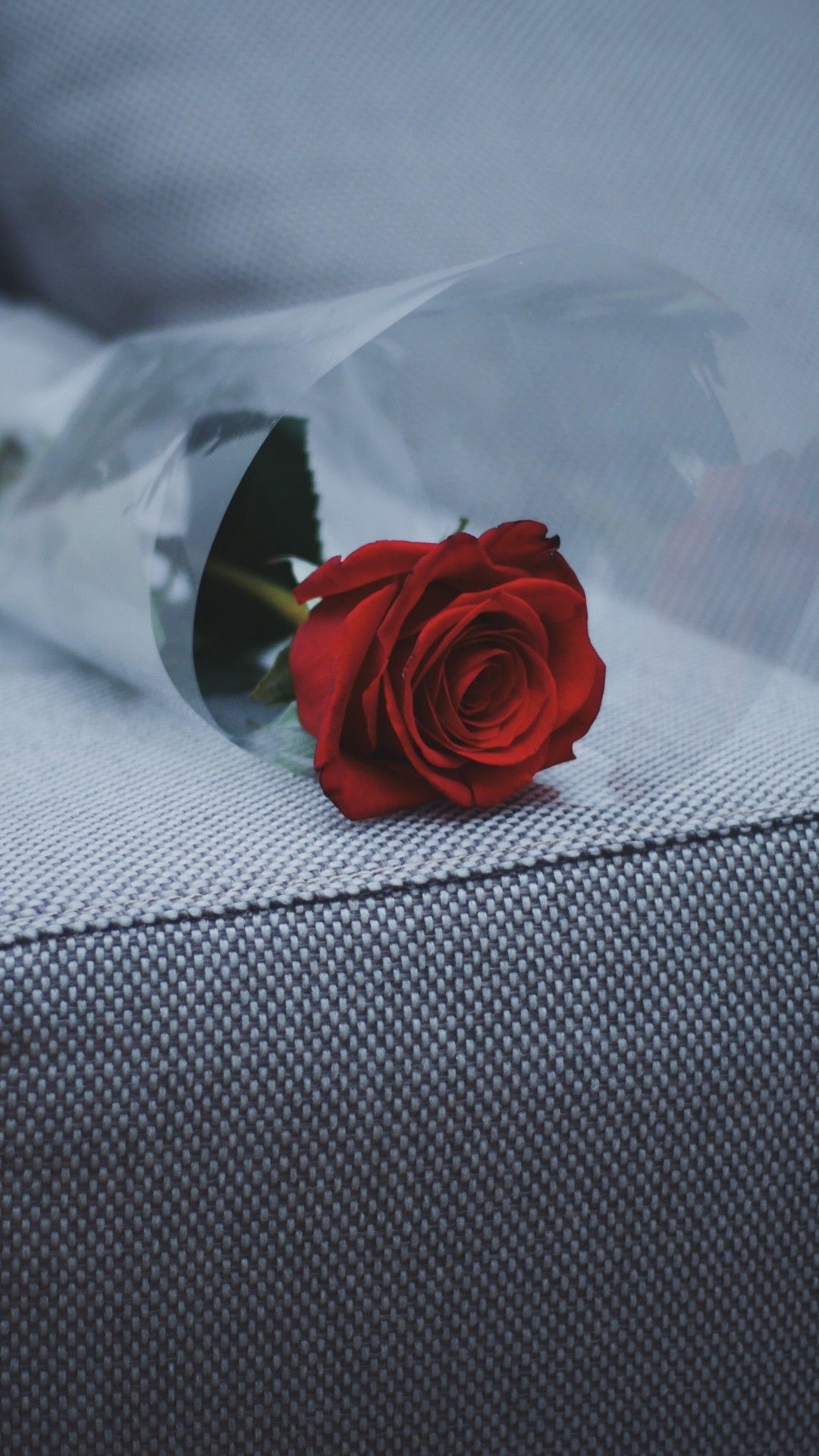 red rose grey background