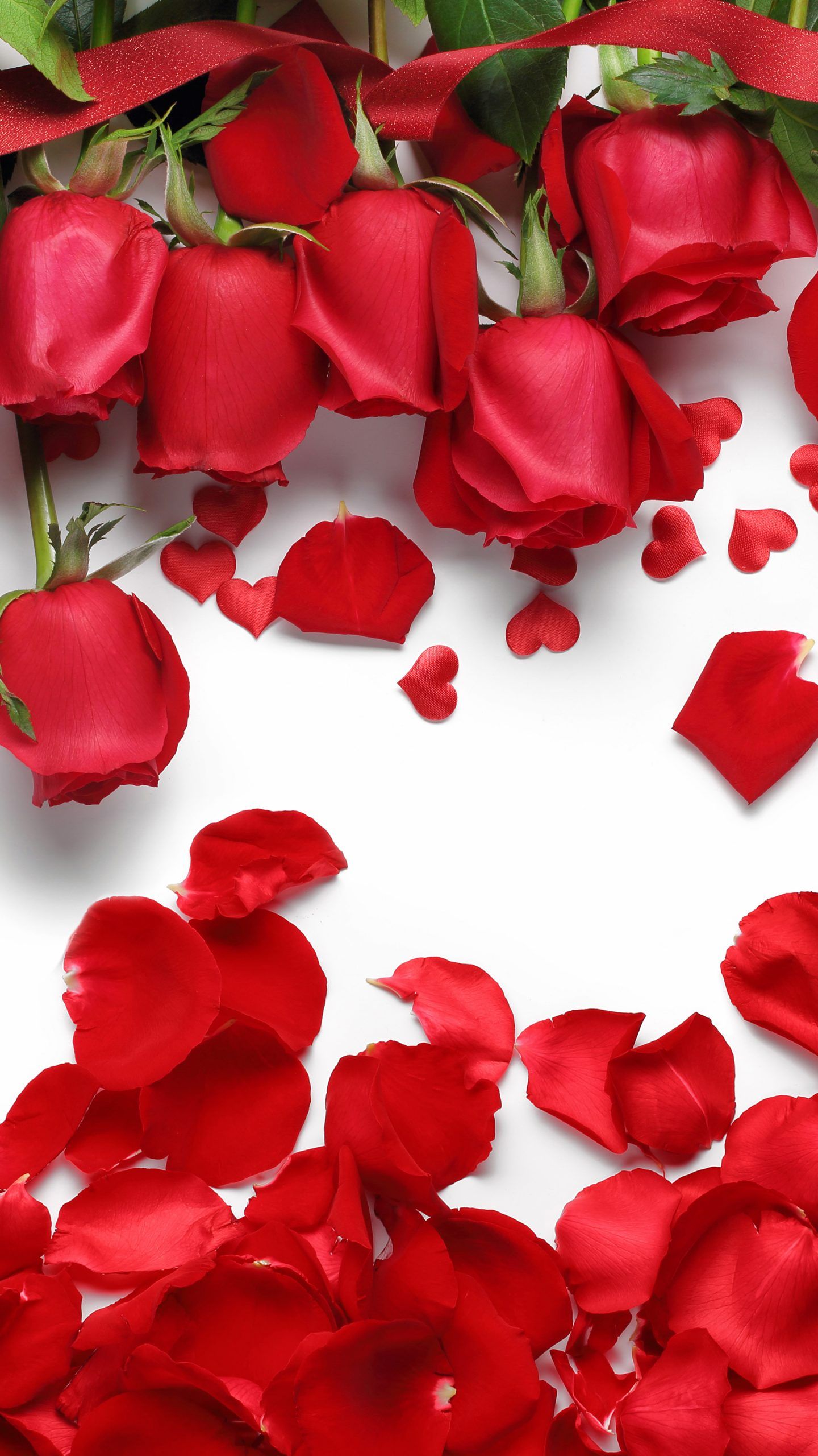 beautiful red roses on a white background