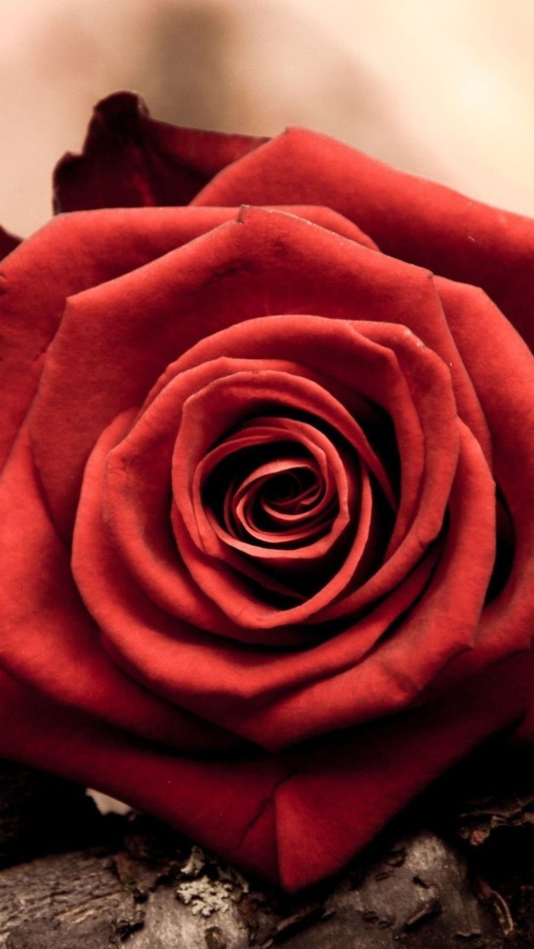 red rose no background