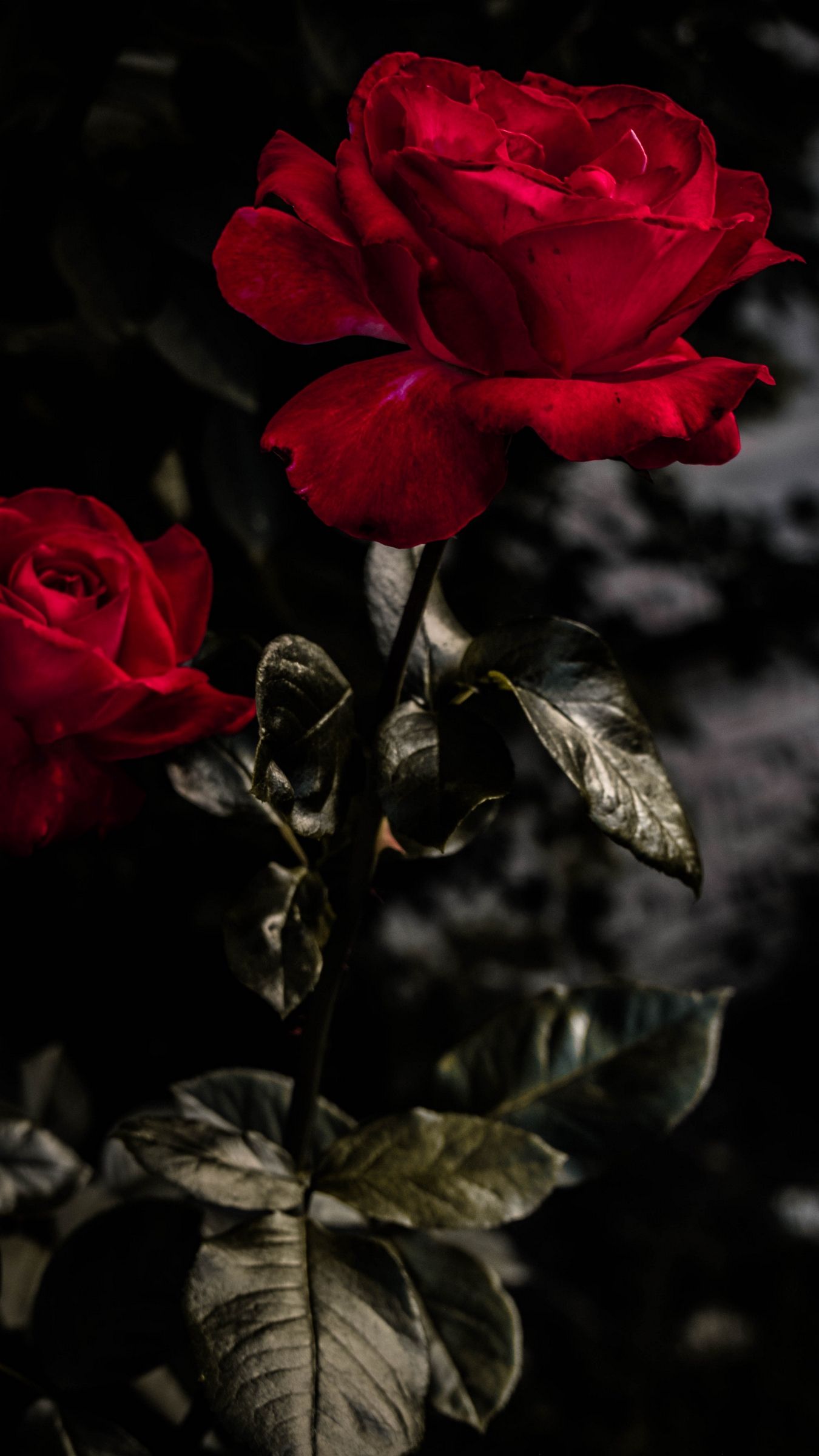 30 Red Rose Iphone Wallpapers Wallpaperboat