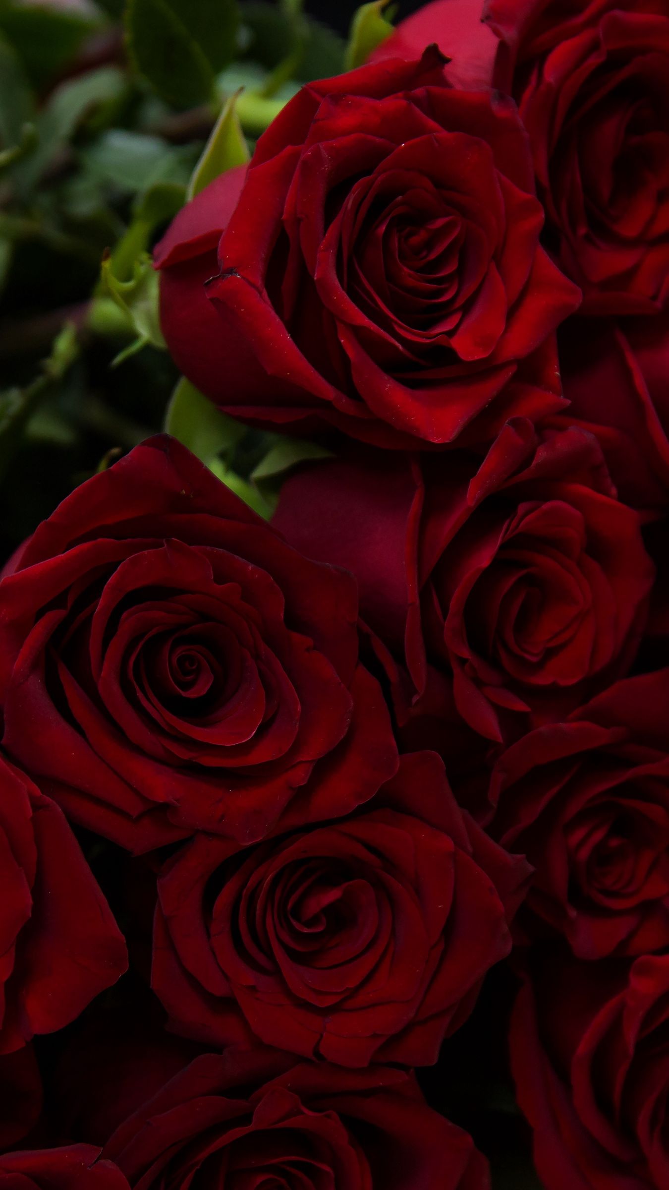 red rose background pictures