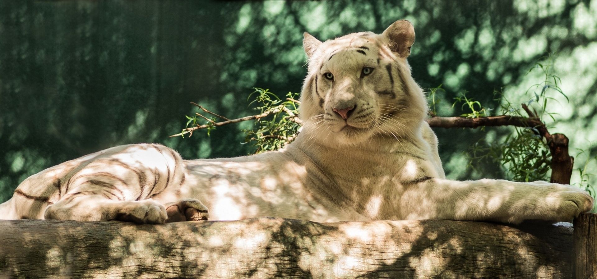 White Tiger in Forest, Background