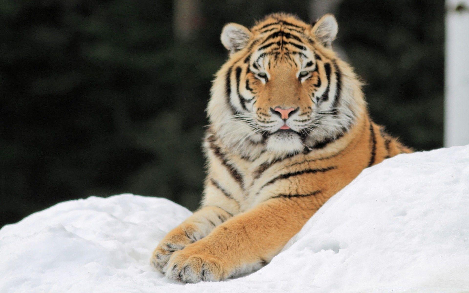 Tiger on the snow, Picture