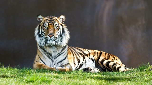 The tiger is lying on the grass, Cool Wallpaper