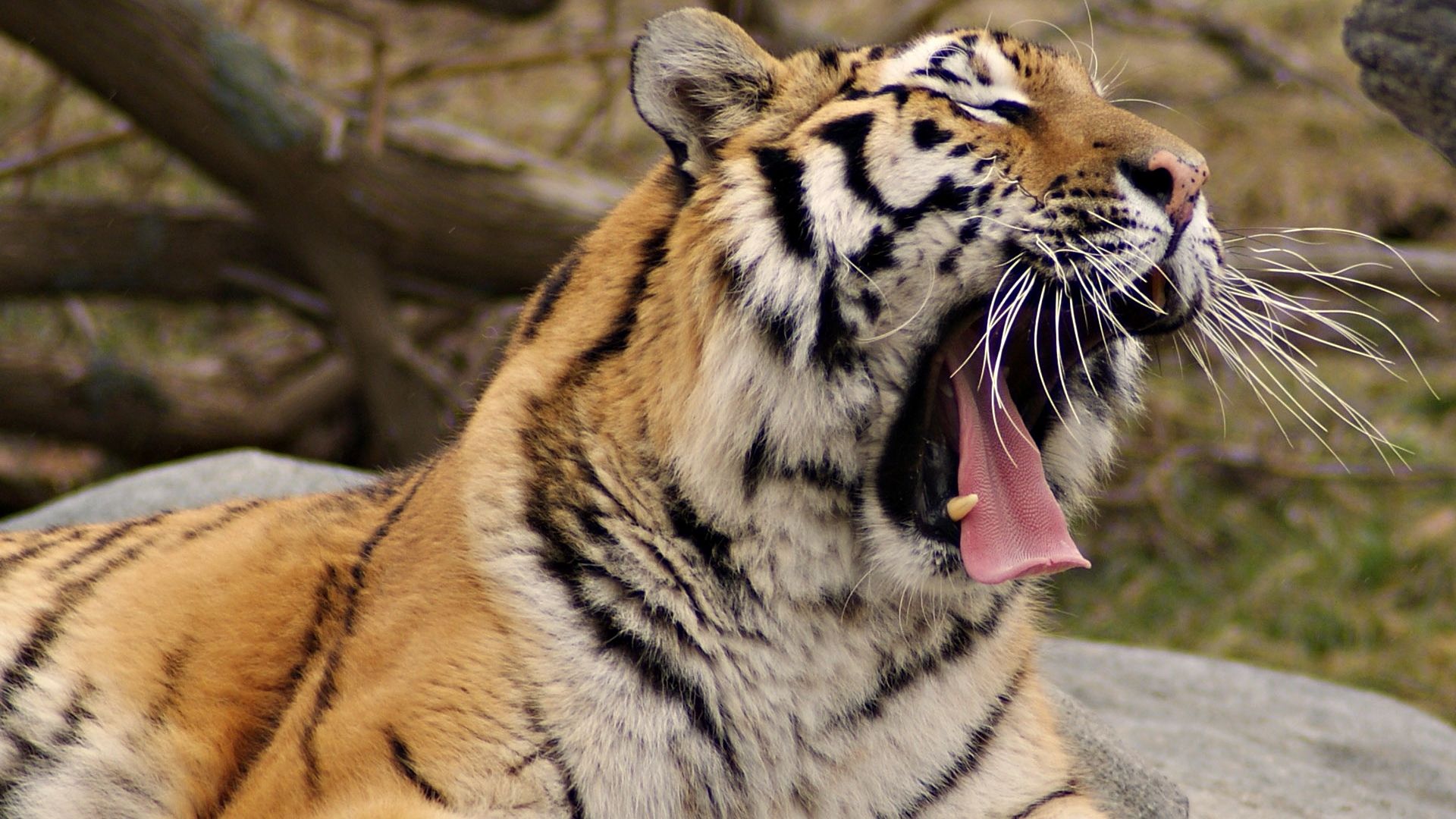 The tiger is yawning, Wallpaper and Background