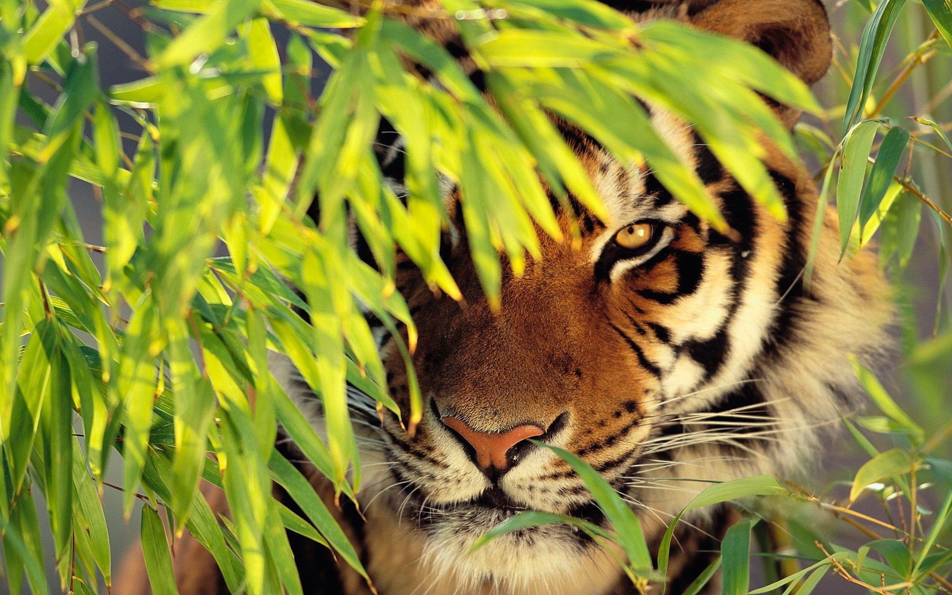 Tiger is watching, Background Wallpaper HD