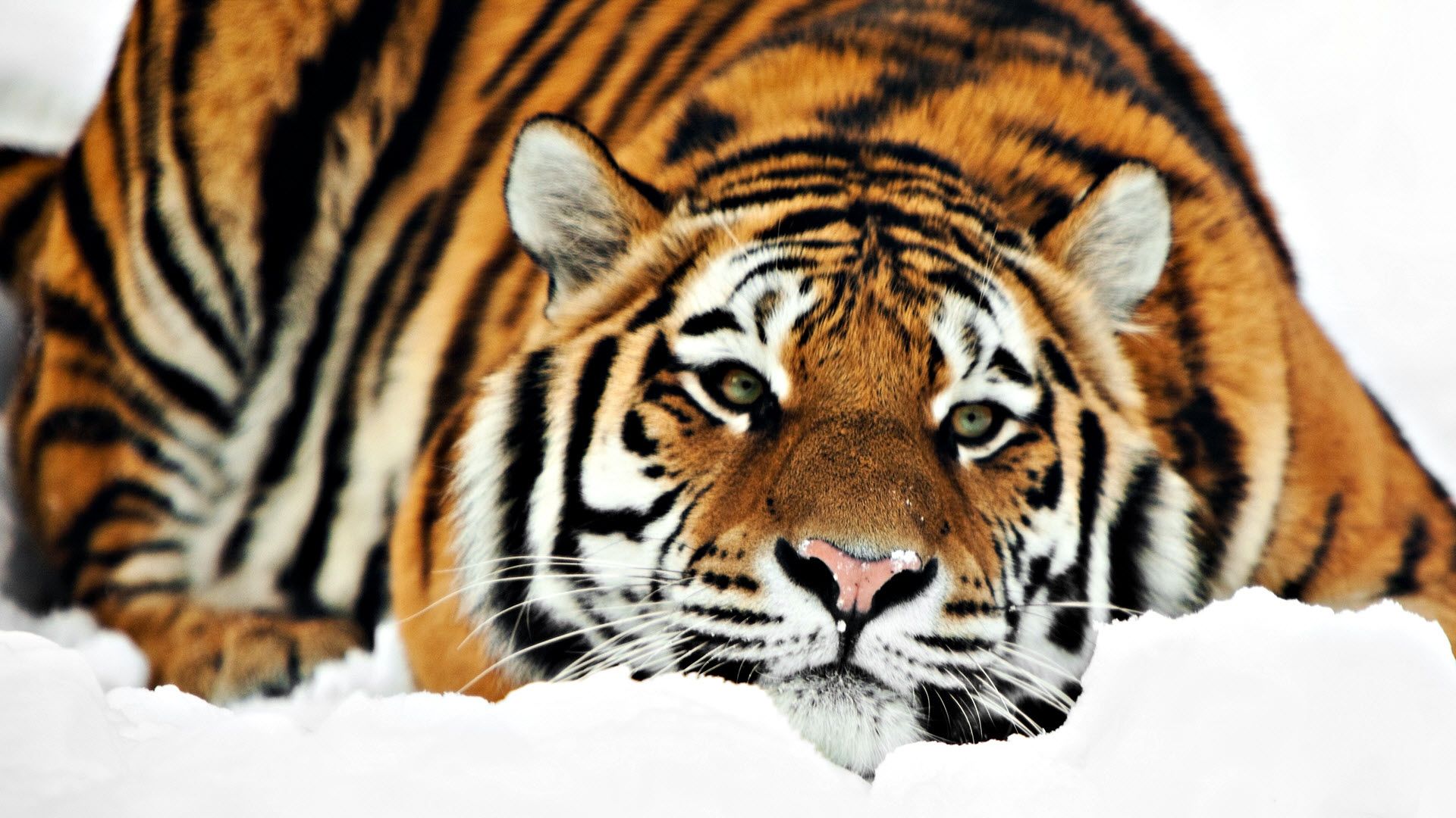 Tiger and snow, Free Desktop Wallpaper