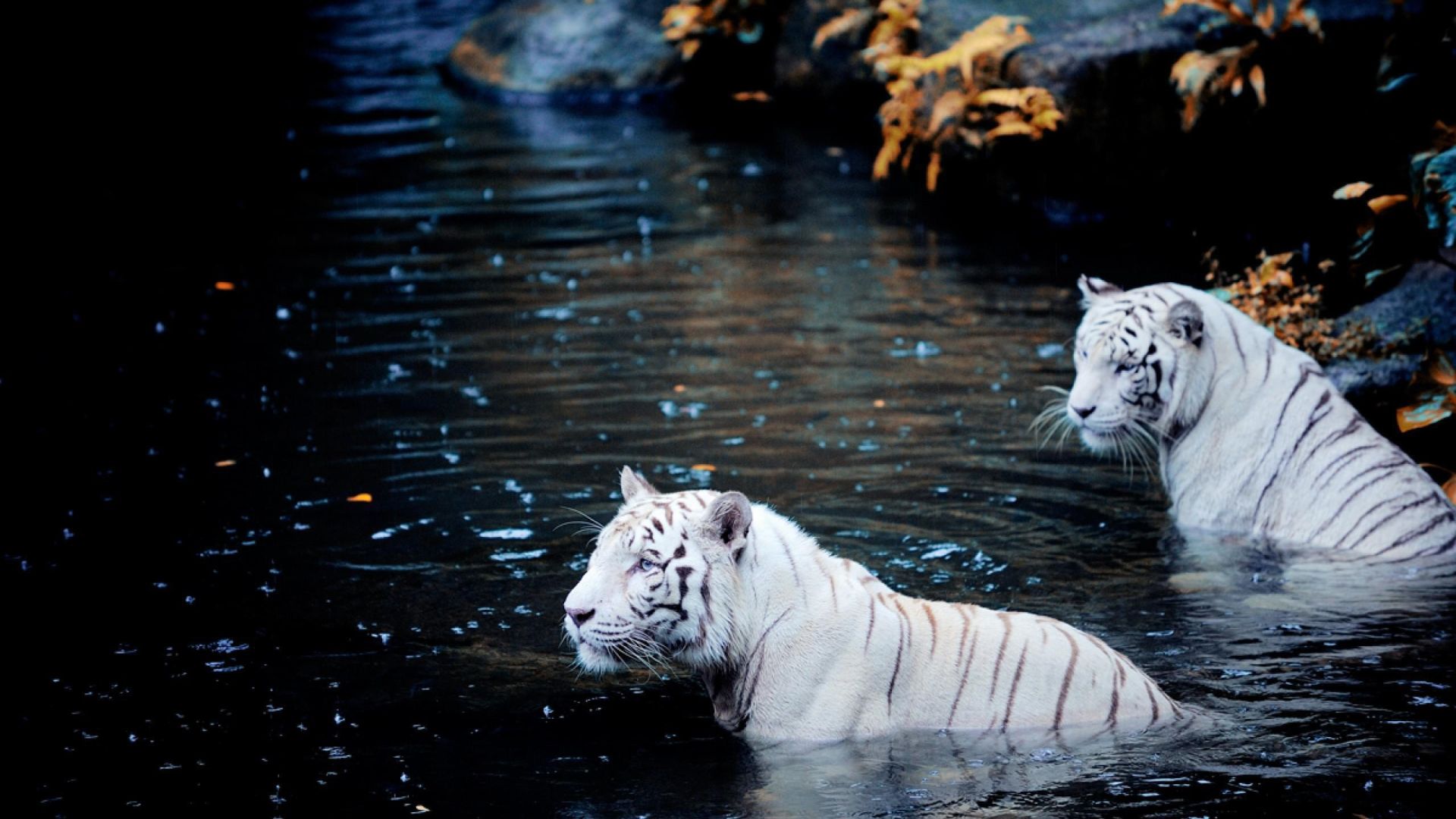 Tigers are swimming, Computer Wallpaper