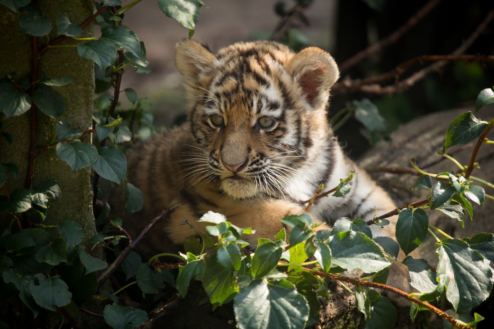 14 Baby Tiger Wallpapers Wallpaperboat