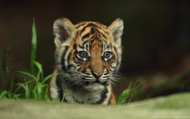 Tiger Baby, Cool Wallpaper