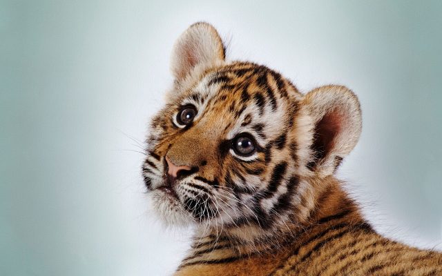 14 Baby Tiger Wallpapers - Wallpaperboat