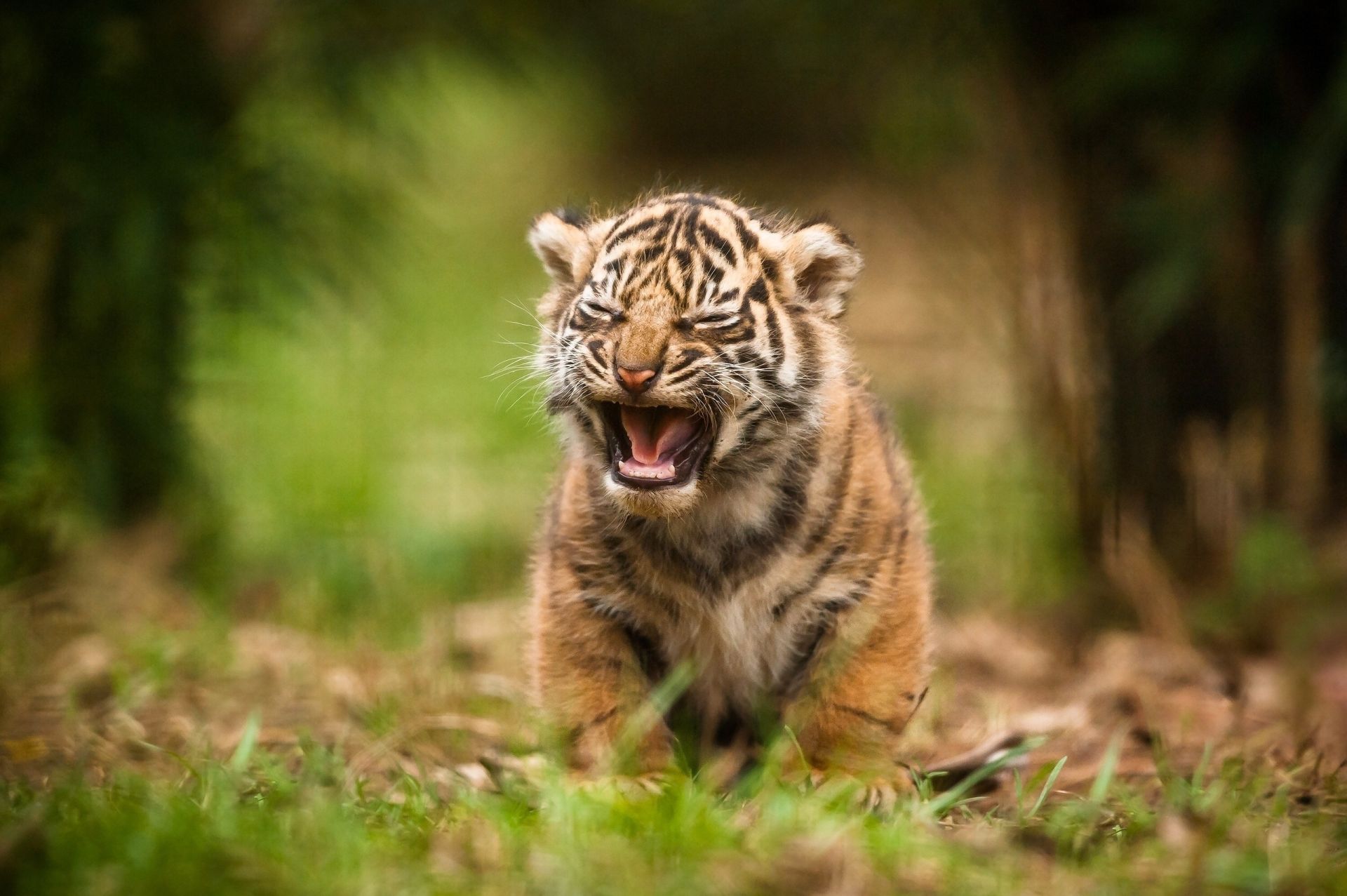 Tiger Baby, Picture