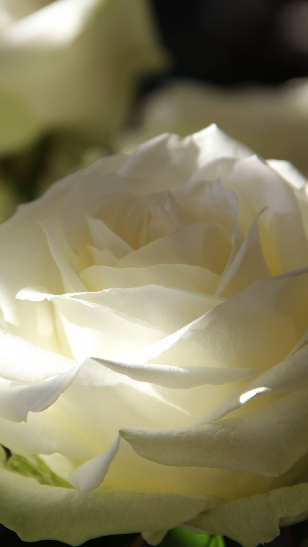 white roses iphone wallpaper