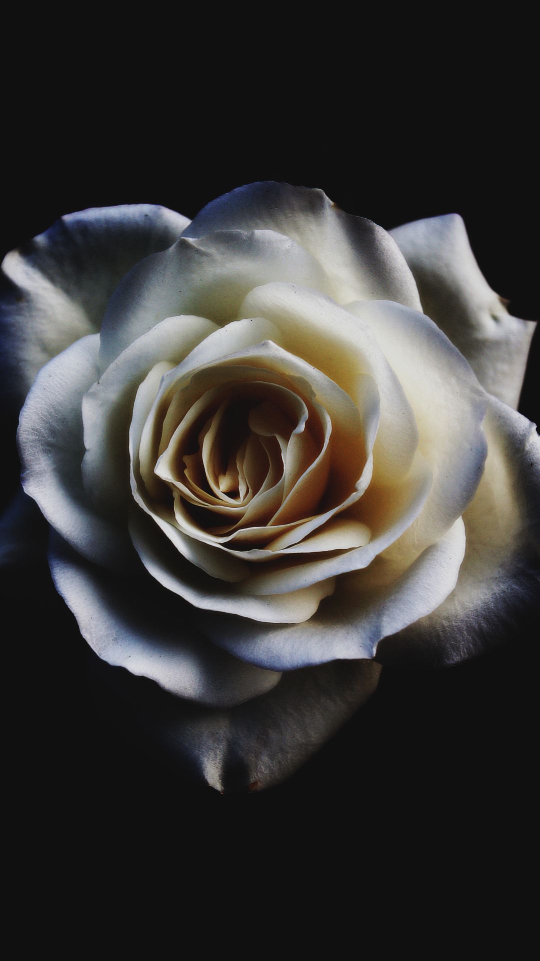 wallpaper white rose flower beauty