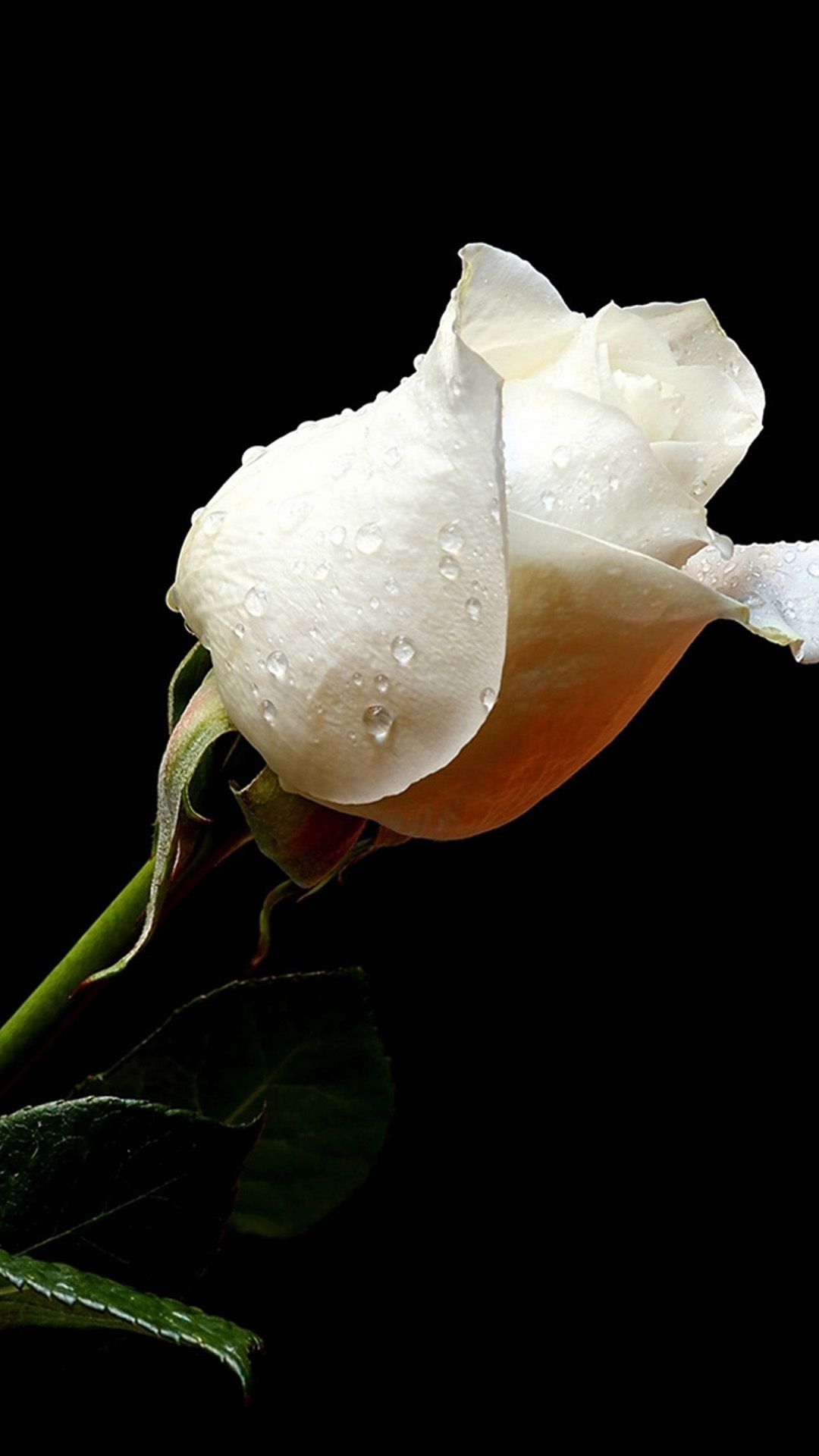 black background white rose