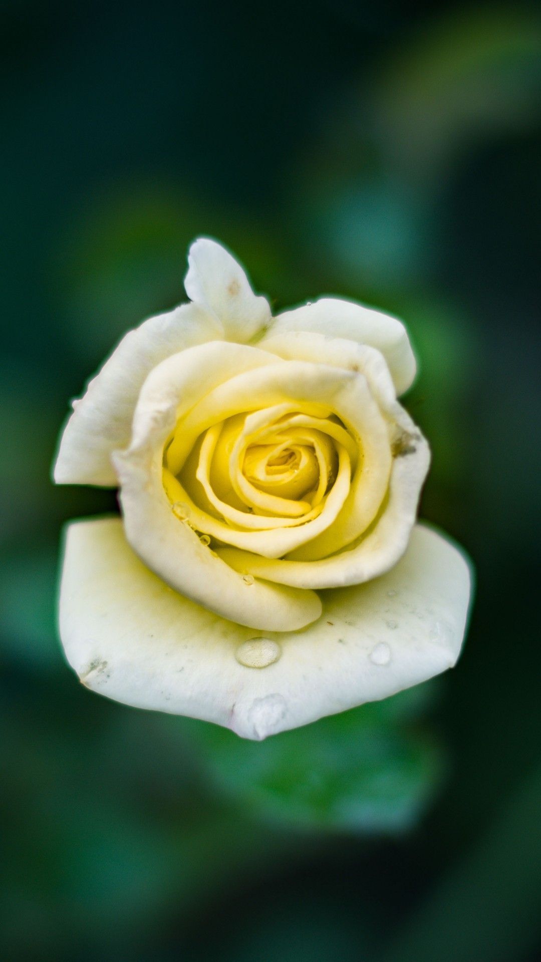 24 White Rose iPhone Wallpapers - Wallpaperboat
