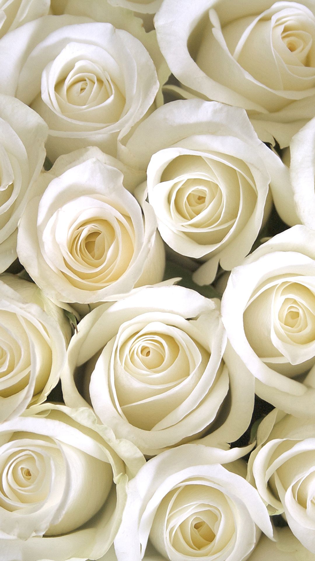 24 White Rose iPhone Wallpapers - Wallpaperboat