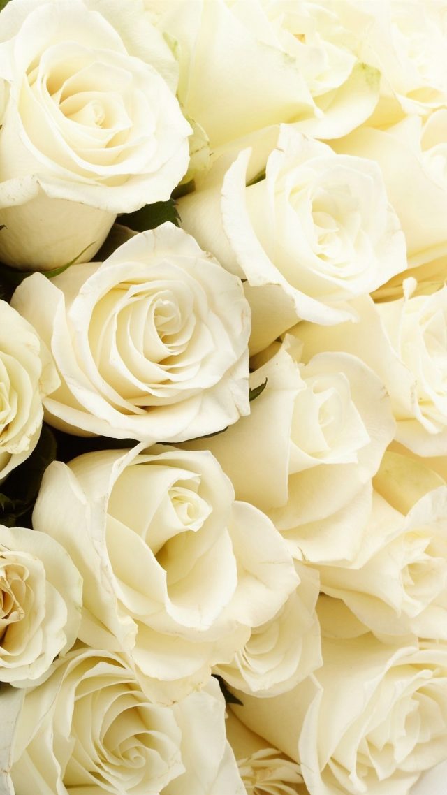 24 White Rose iPhone Wallpapers - Wallpaperboat