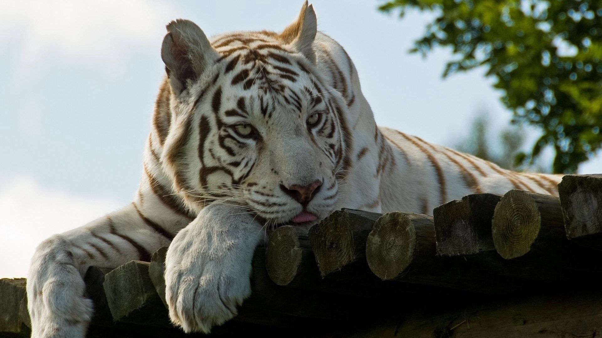 White Tiger shows its paws, HD Wallpaper