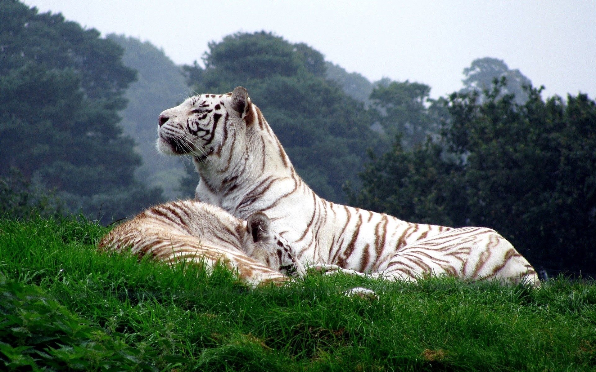 White Tiger lying on the grass, Background Wallpaper HD