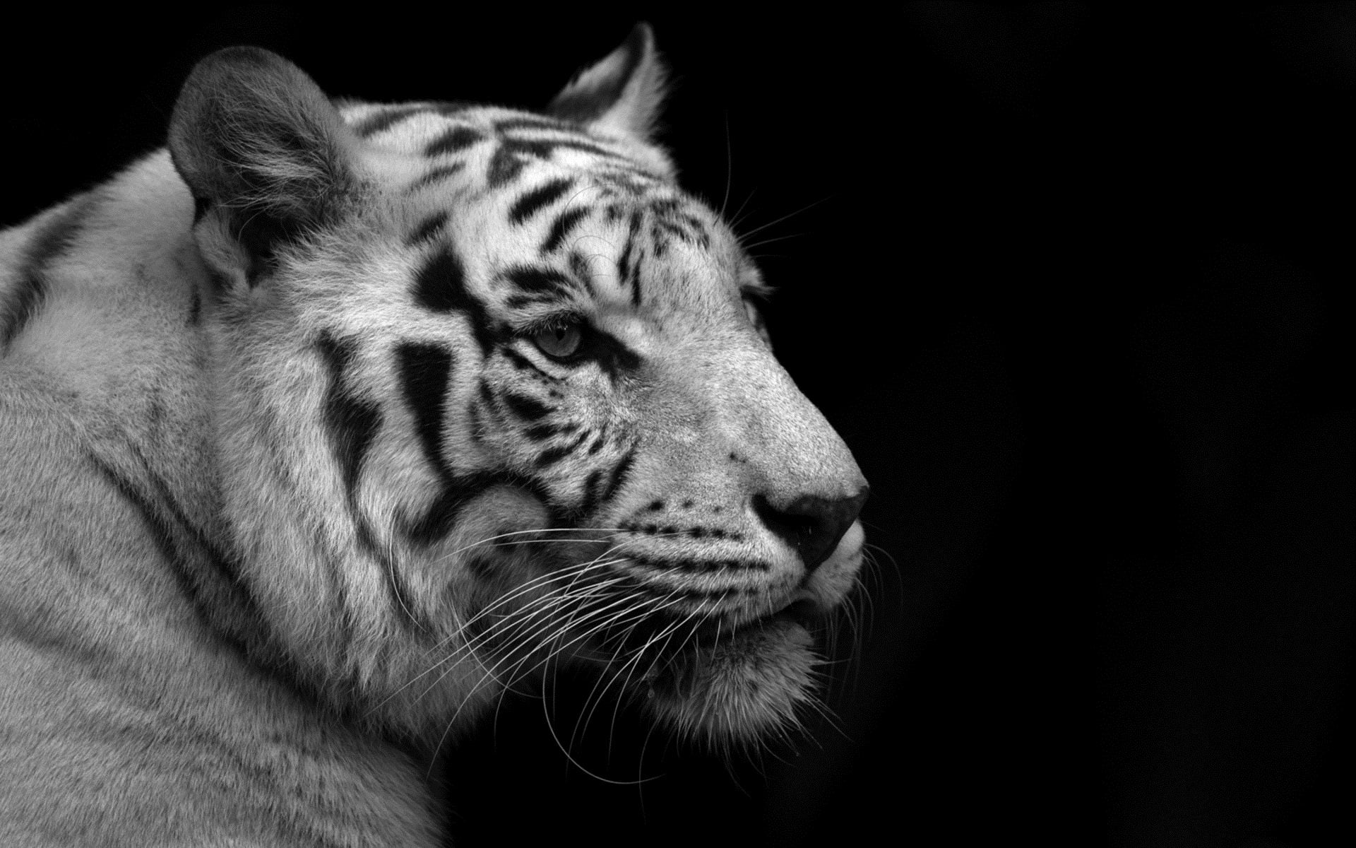White Tiger, PC Wallpaper HD