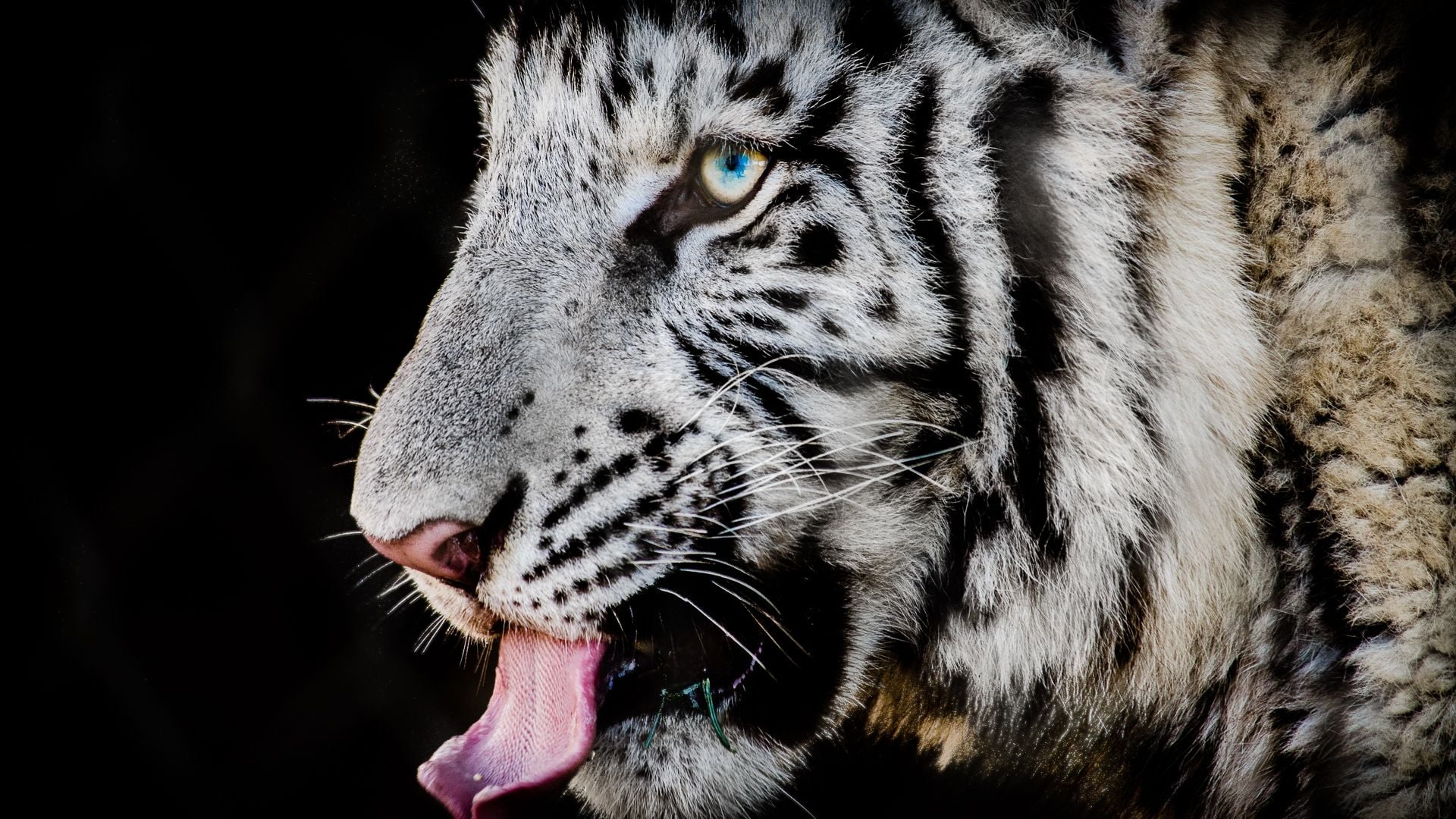 White Tiger stuck out his tongue, PC Wallpaper