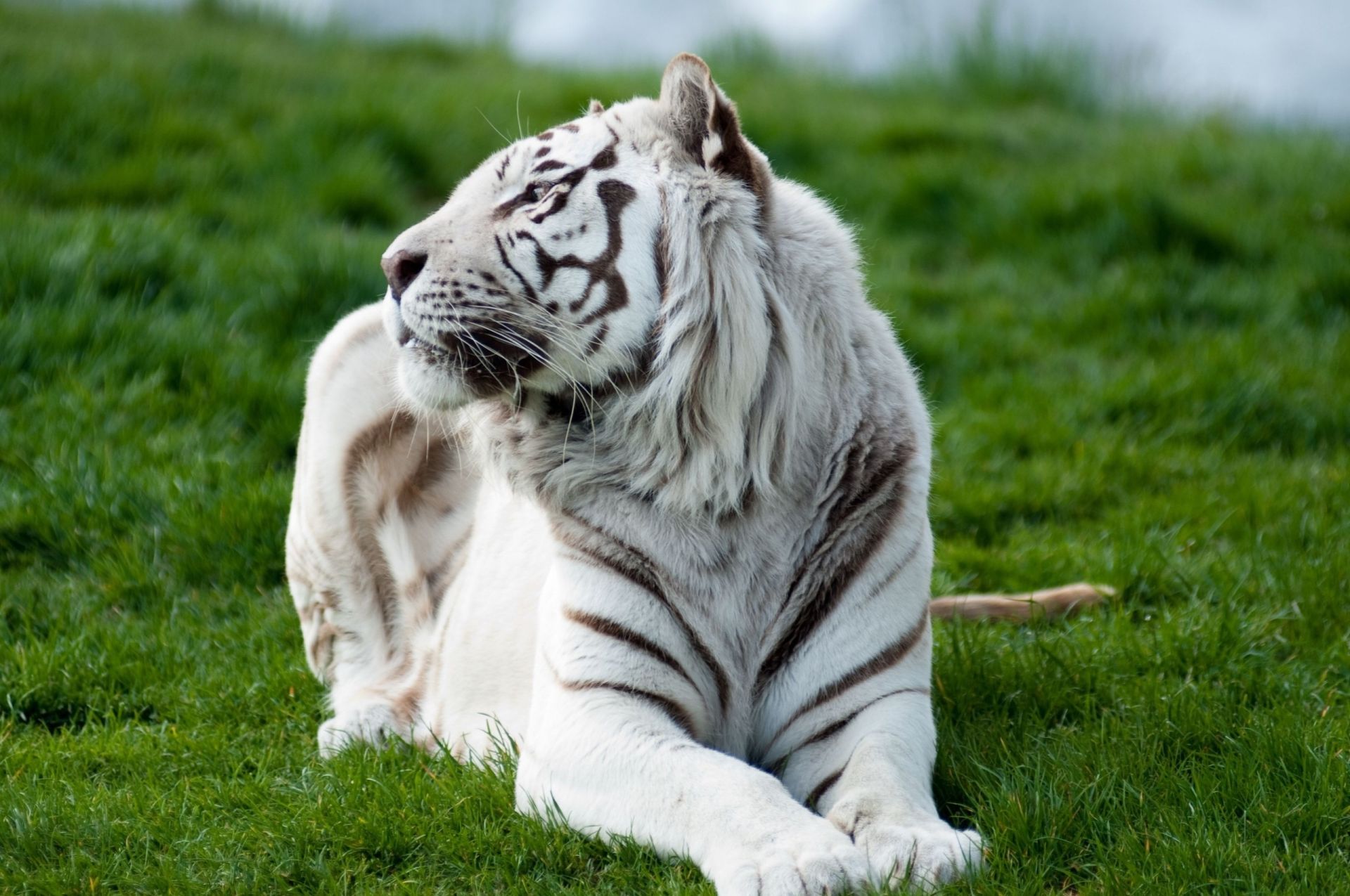 Tiger on the grass looks away Free Desktop Wallpaper