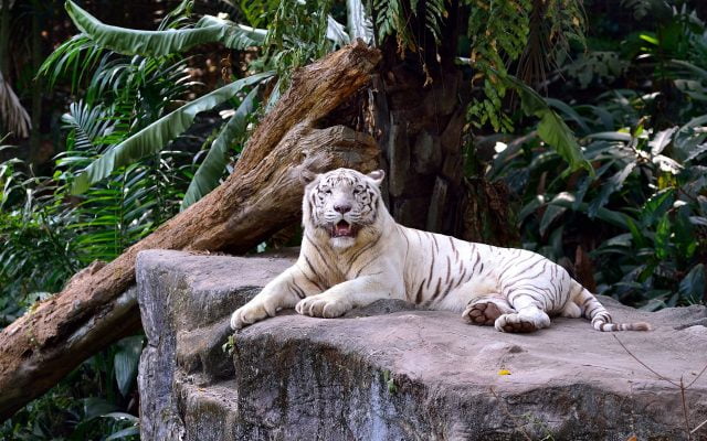 46 White Tiger Wallpapers - Wallpaperboat