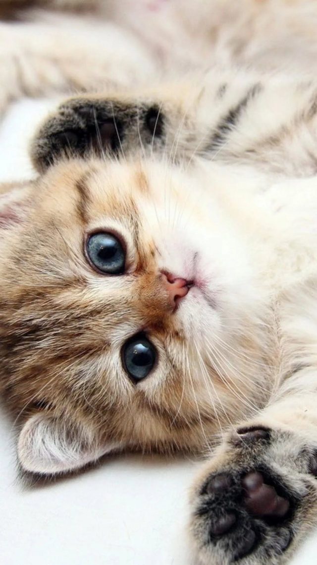 48 Cats iPhone Wallpapers - Wallpaperboat