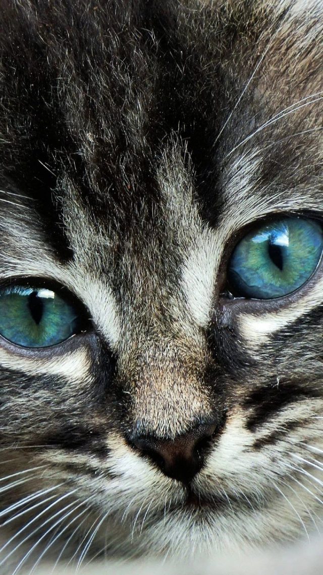 48 Cats Iphone Wallpapers Wallpaperboat