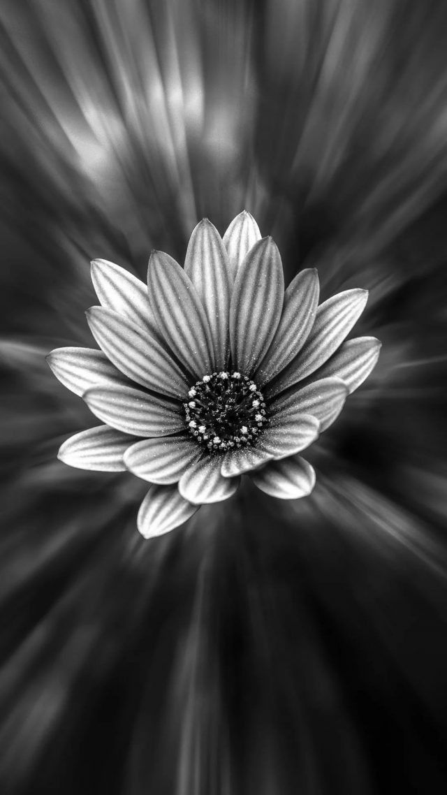 Black And White Flower s7 Edge Wallpaper