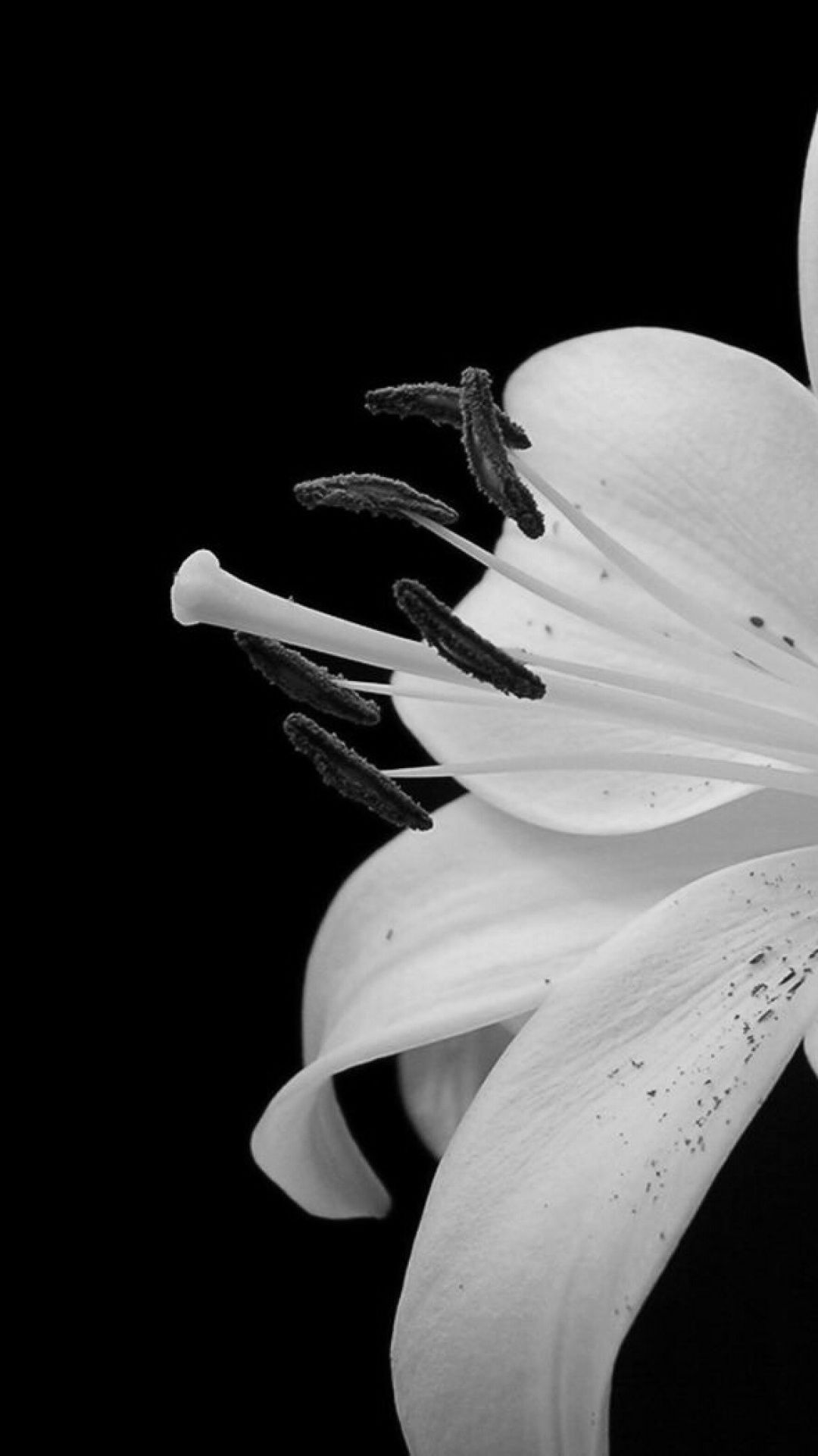 Black And White Flower iPhone 8 wallpaper