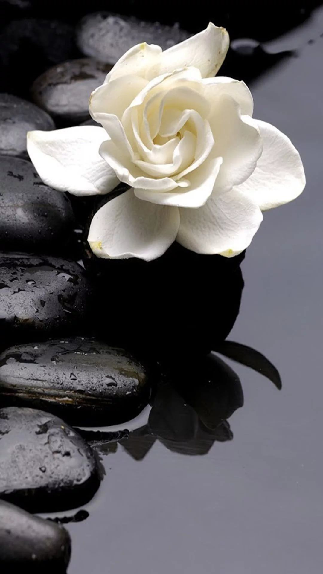 Black And White Flower iPhone xr wallpaper