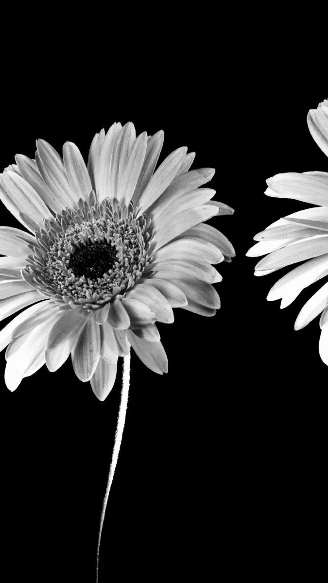 Black And White Flower cool phone wallpaper