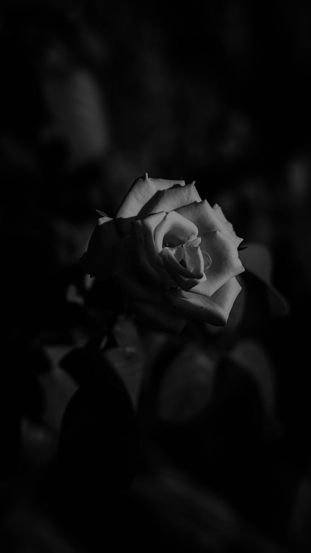 Black And White Flower iPhone Wallpaper HD