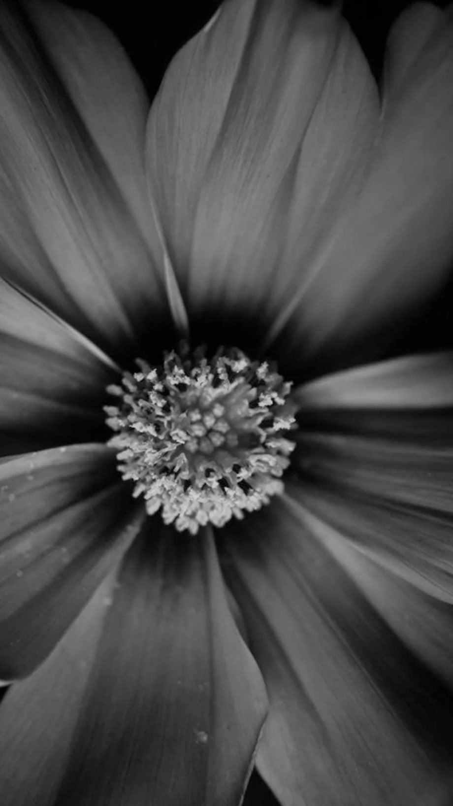 16 Black and White Flower iPhone Wallpapers - Wallpaperboat