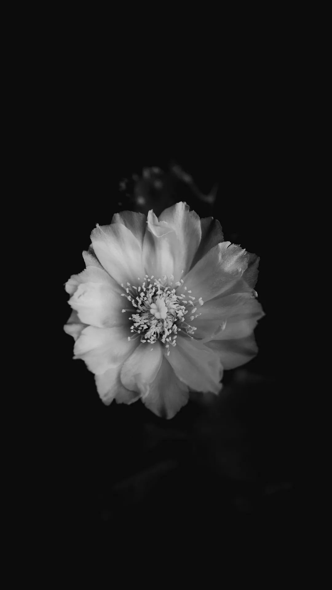 Black And White Flower iPhone 7 plus wallpaper