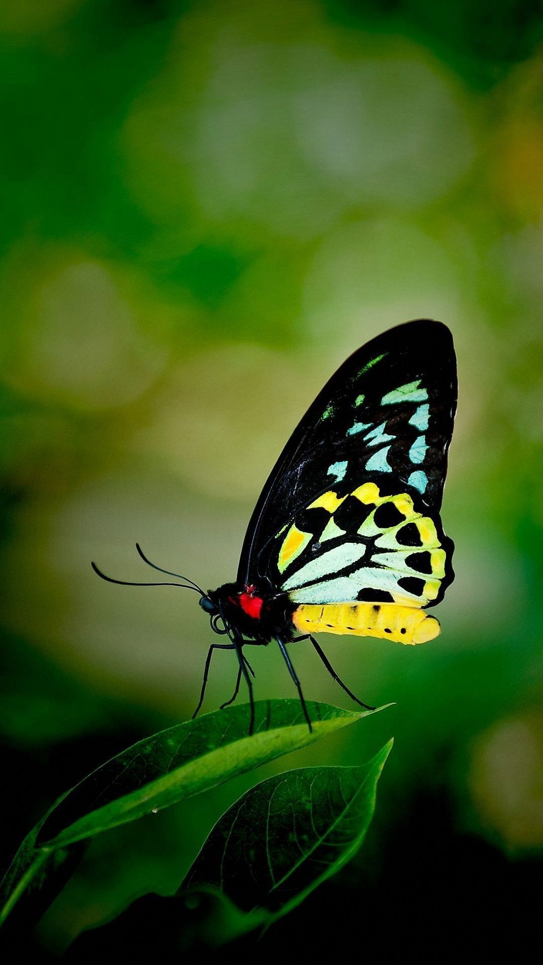 Butterfly HD wallpaper for mobile