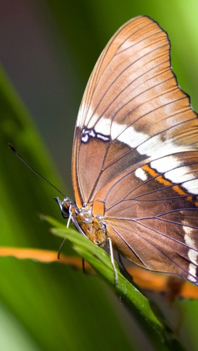 52 Butterfly iPhone Wallpapers - Wallpaperboat