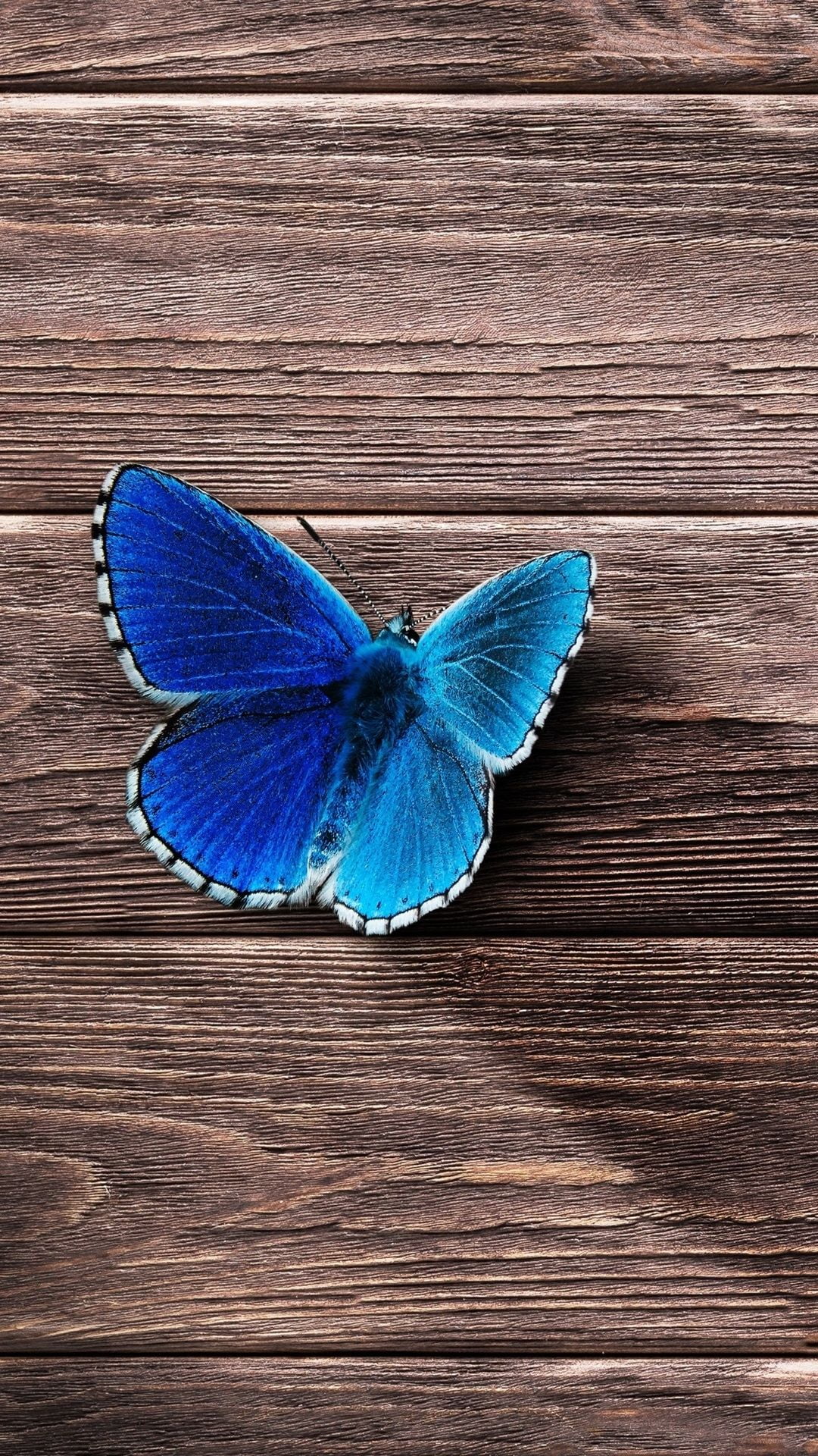 Butterfly iPhone 5s wallpaper