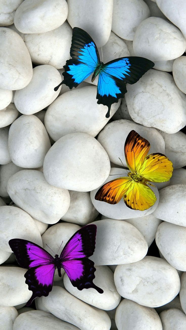 Butterfly iPhone Wallpapers (52