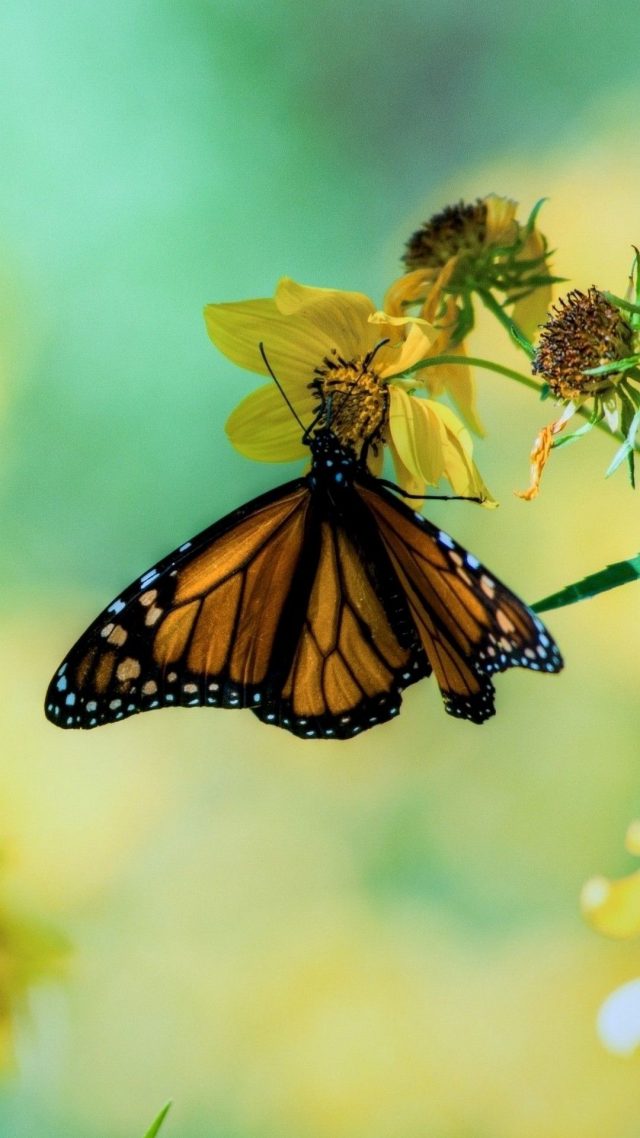 52 Butterfly iPhone Wallpapers - Wallpaperboat