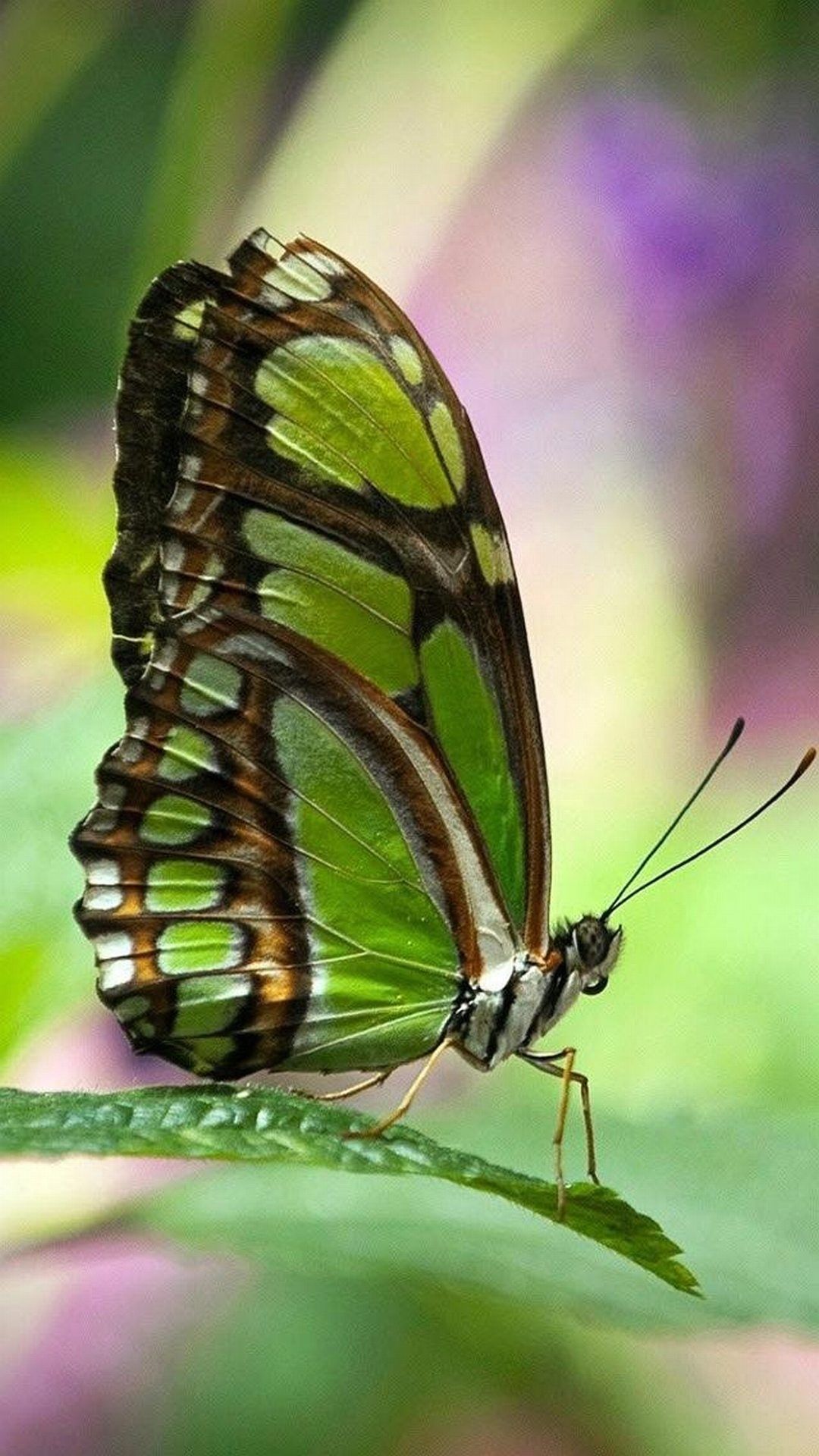 Butterfly iPhone wallpaper high quality