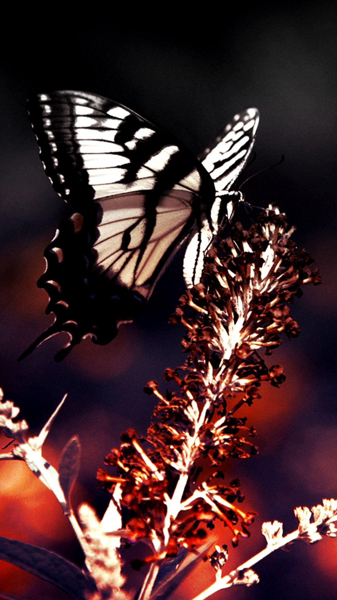 Butterfly wallpaper iPhone 5