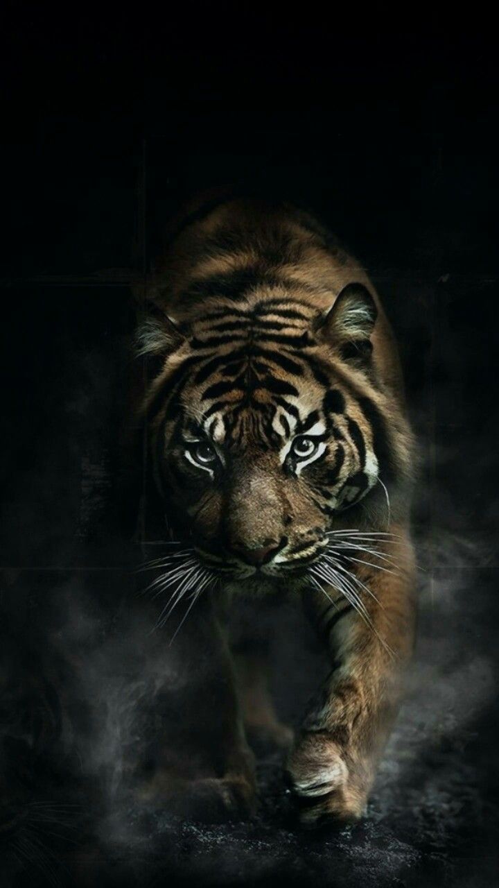 really cool wallpapers animals