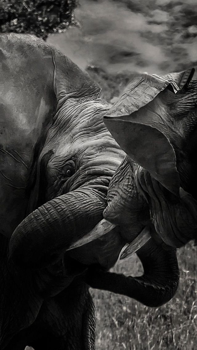 Elephant iPhone Backgrounds (25 pictures) - WallpaperBoat