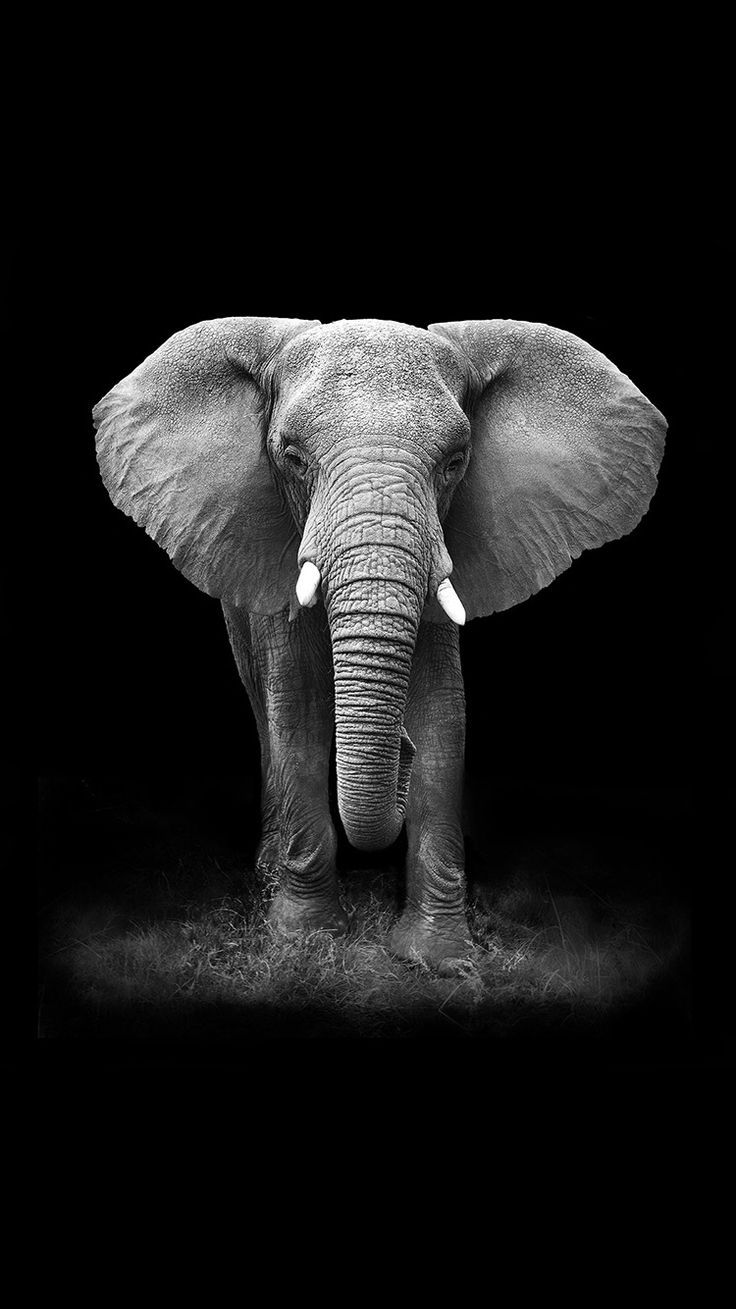 Elephant iPhone Backgrounds (25 pictures) - WallpaperBoat