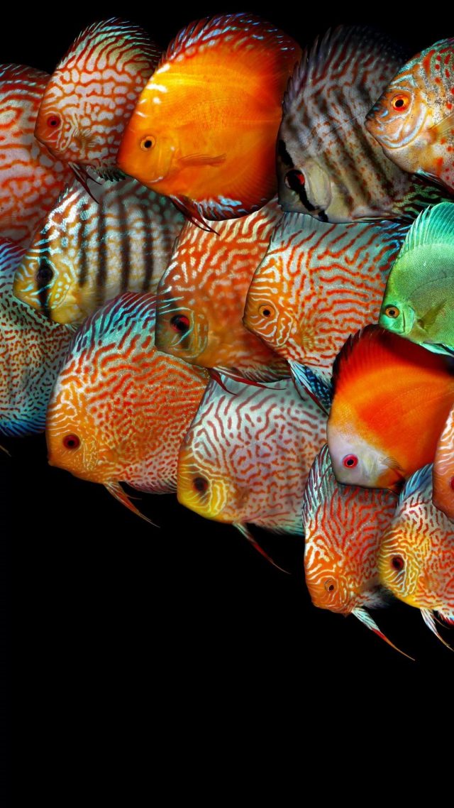 31 Fish iPhone Wallpapers - Wallpaperboat