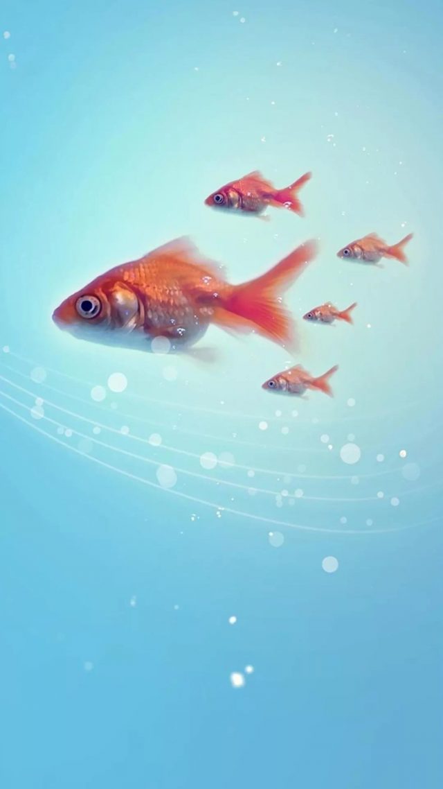 Fish iPhone 7 Wallpaper